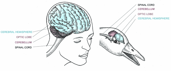 Human Brain vs Bird Brain