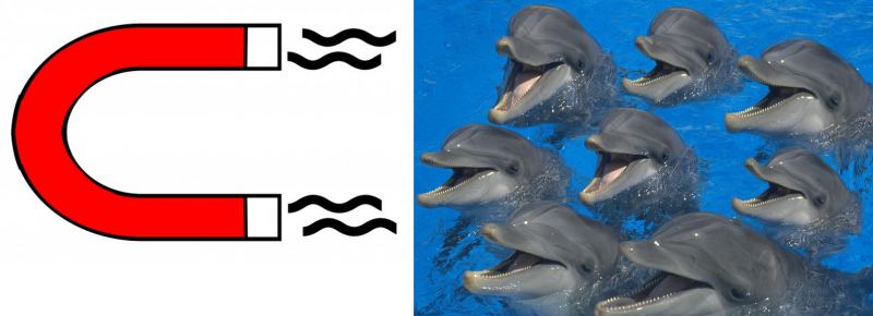 Magnet Attracting Dolphin
