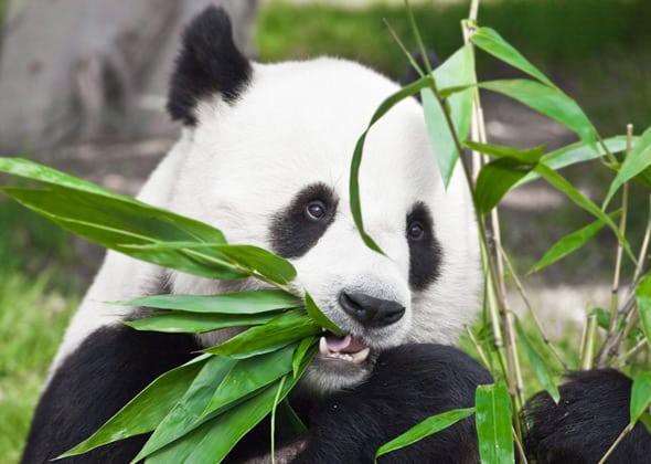 Panda Eating Plant