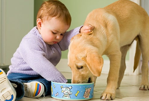 Baby Feeding Dog