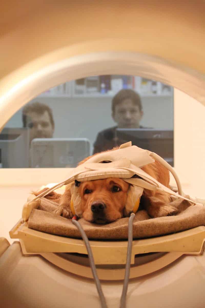 Dog Under MRI