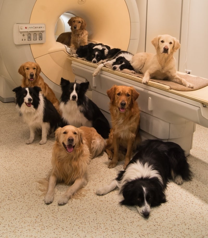 Dog In MRI