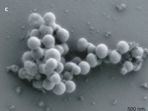 Scientists create "artificial  life" - synthetic DNA that can self-replicate