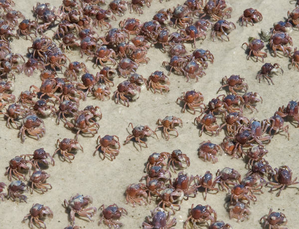 Swarms Of Crabs
