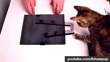 Cat Being Circumvented By Optical Illusions