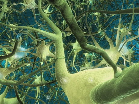 Read more about the article Neuron Implantation Can Rewire Brain Itself