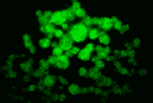 Magnets And Nano-particles May One Day Grow Us A New Liver