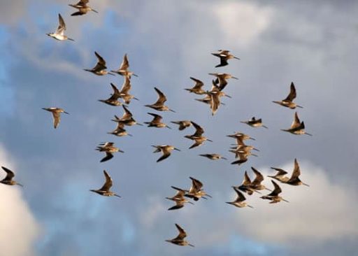 Read more about the article Quantum Mechanics May Help Birds Migrate South For The Winter