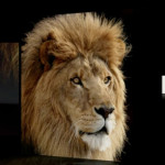 Apple Announces Lion, Mac OS X 10.7