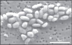 NASA Discovers Arsenic-Born Organisms