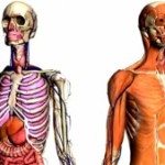 Google Body Browser Can Map Human Body in 3D