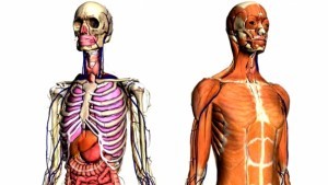 Read more about the article Google Body Browser Can Map Human Body in 3D