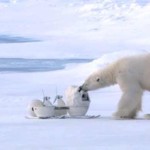 Polar Bear Destroyed Remote Controlled, Robotic Spycams Of BBC