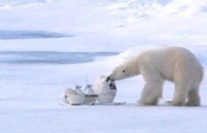 Polar Bear Destroyed Remote Controlled, Robotic Spycams Of BBC