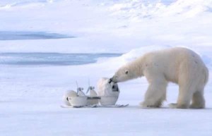 Read more about the article Polar Bear Destroyed Remote Controlled, Robotic Spycams Of BBC