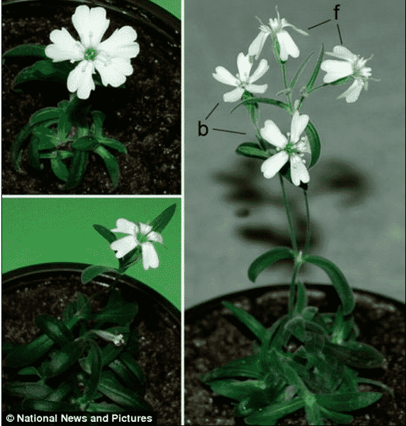 Silene-Stenophylla-Plant.png