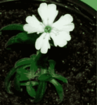 30,000 Years Old Buried Plants Coming Back To Life