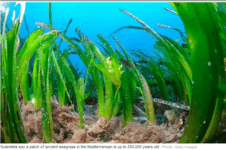200,000 Year Old World’s Oldest Living Organism ‘Seagrass’
