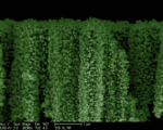 Nanowire Forests Using Sunlight To Split Water