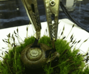 Cyborg Snail That Turned Into A Living Battery Is Able To Produce Electricity For Months