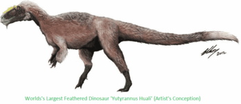 Researchers Found Fossil Of World’s Largest Feathered Dinosaur In China