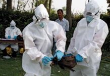 Avian Flu Can Become More Dangerous In Future – Possibility Of Airborne Version