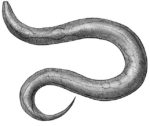 Study On Worms Suggests You Can Live Longer In Space