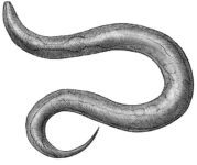 Study On Worms Suggests You Can Live Longer In Space