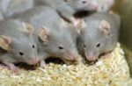 Researchers Successfully Reverse Diabetes In Mice Using Stem Cells