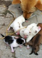 May Be Science Could Answer “How A Dog Gave Birth To A Cat?”