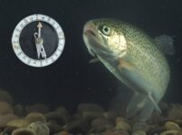 Researchers Isolate ‘Magnetic Cells’ In A Fish