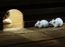 Researches Decipher Retinal Code, Made Way For Artificial Retinal Vision