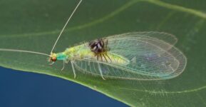 Flickr Helps Scientists Discover New Species Of Insect