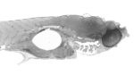 Scientists Use 26,000 Photos To Create 281-Gigapixel Embryo Image