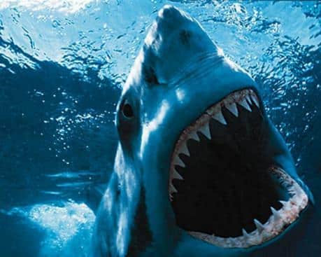 Read more about the article Study Finds Human Teeth are as Tough as Shark Teeth