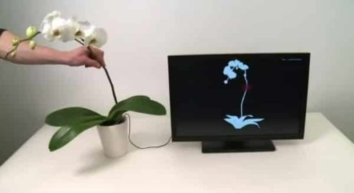 Read more about the article Disney Turns Plants Into Musical Device and Remote Control