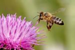 Researchers Bid To Place Honey Bee’s Brain Into Autonomous Flying Robot