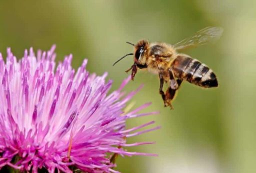 Read more about the article Researchers Bid To Place Honey Bee’s Brain Into Autonomous Flying Robot