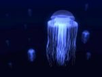 Researcher Believe Jellyfish May Unlock The Secret To Immortality