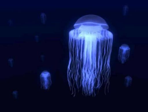 Read more about the article Researcher Believe Jellyfish May Unlock The Secret To Immortality