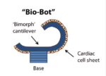 Researchers Use Hearts Cells To Create “Bio-Bots”