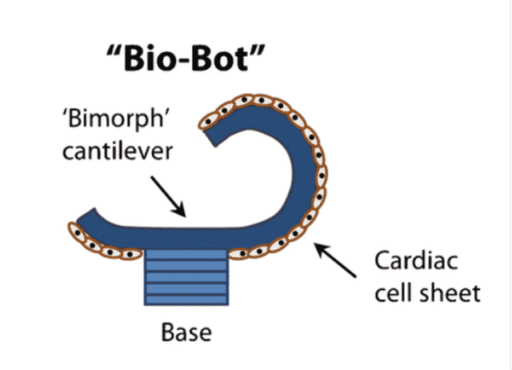 Read more about the article Researchers Use Hearts Cells To Create “Bio-Bots”