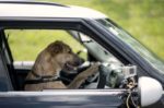 Dogs In New Zealand Learning To Drive Cars!