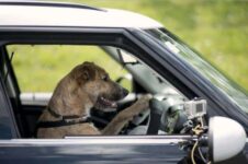 Dogs In New Zealand Learning To Drive Cars!
