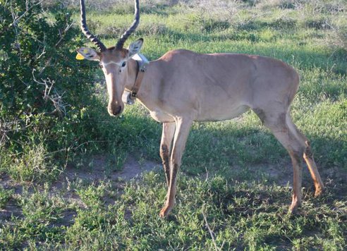 Read more about the article GPS Collars Placed On World’s Rarest Antelopes