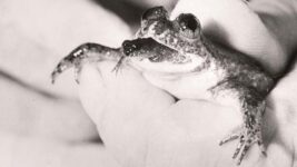 Scientists Bring Extinct Frog Species Back To Life
