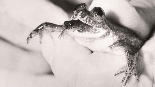 Read more about the article Scientists Bring Extinct Frog Species Back To Life