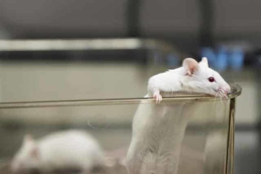 Read more about the article Human Brain Cells Implanted In Mice Boost Their Learning Ability!