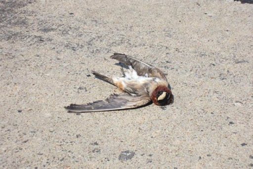 Read more about the article Birds Might Be Evolving Shorter Wings To Avoid Being Killed On Roads