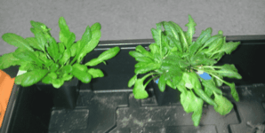 Researchers Grow Glowing Plants To Provide Natural Lighting Without Electricity
